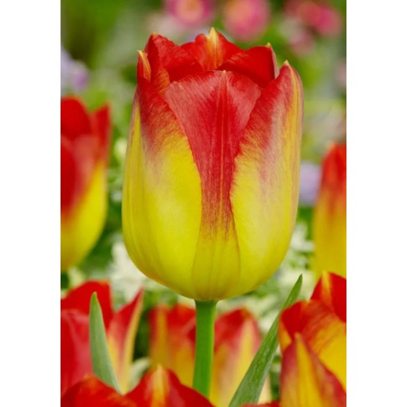 Bulbi di Tulipano Suncatcher 10pz KAPITEYN