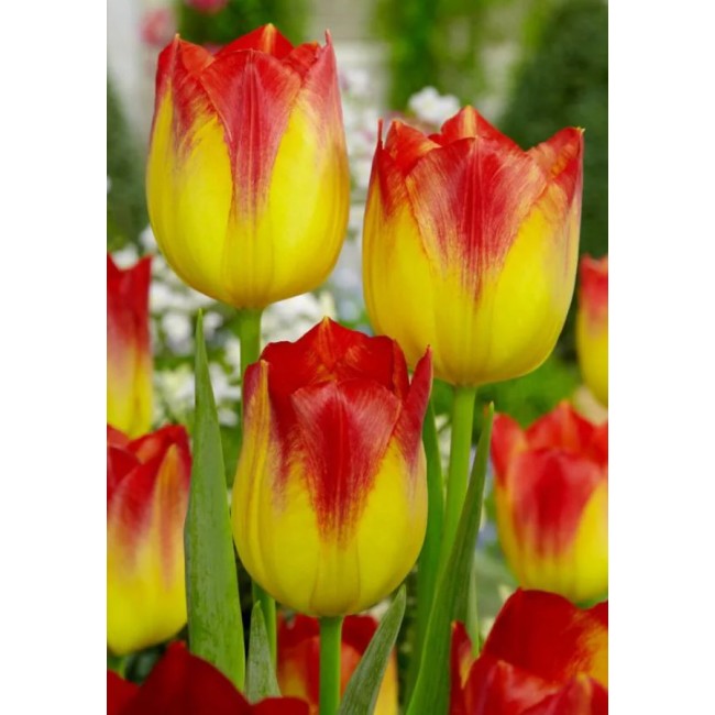 Bulbi di Tulipano Suncatcher 10pz...