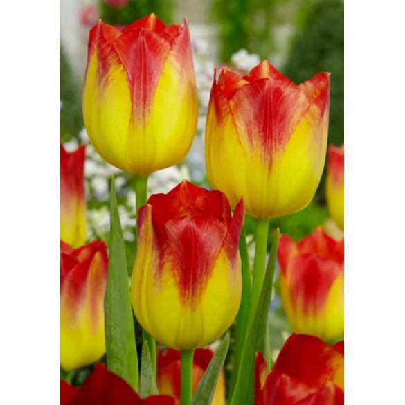 Bulbi di Tulipano Suncatcher 10pz KAPITEYN