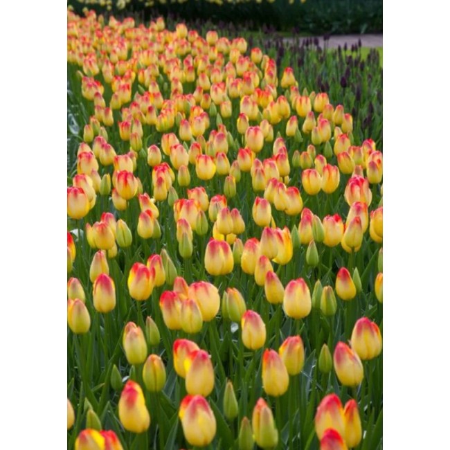 Bulbi di Tulipano Suncatcher 10pz...