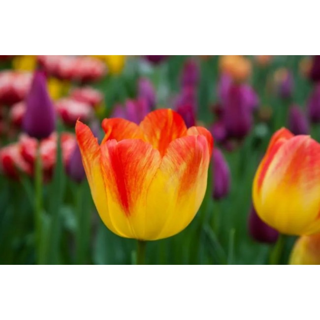 Bulbi di Tulipano Suncatcher 10pz...