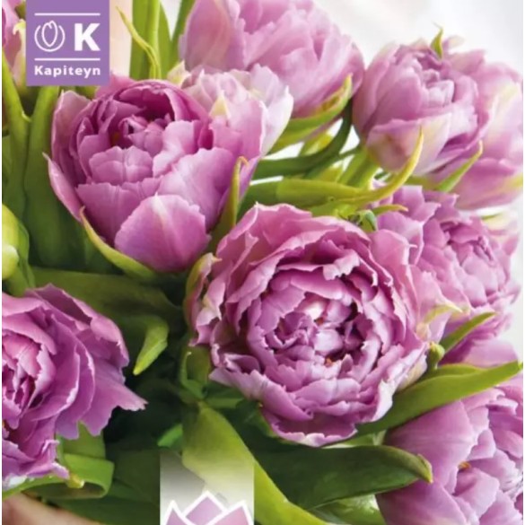 Bulbi Autunnali di Tulipano Wedding Bouquet confezione da 8 pz