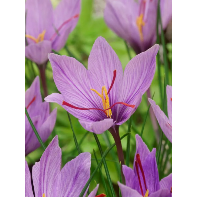 Bulbi di Crocus Sativus confezione da...