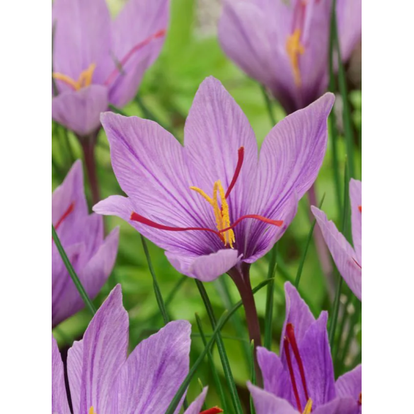 Bulbi di Crocus Sativus confezione da 15 pz