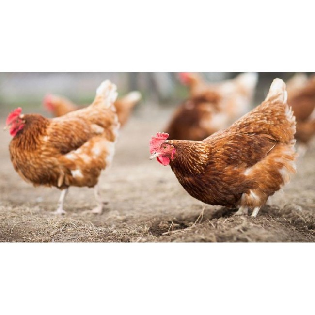 Mangiatoia a Tramoggia c/ Coperchio...