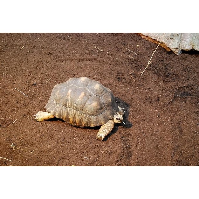 Substrato Floragard per Terrari 20 lt