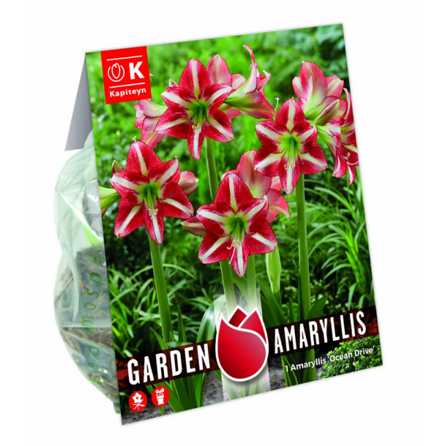 Bulbi di Amaryllis Ocean Drive 1pz...