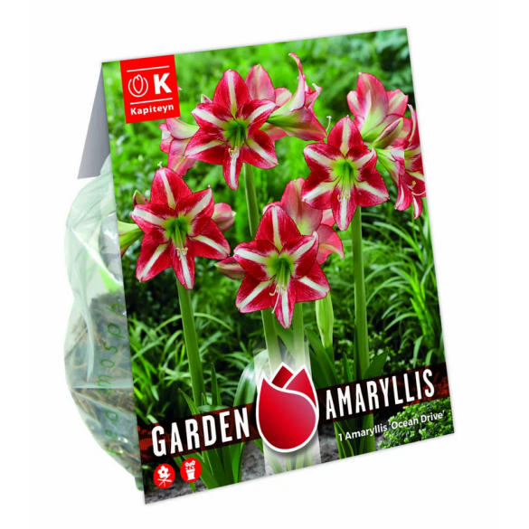 Bulbi di Amaryllis Ocean Drive 1pz Kapiteyn