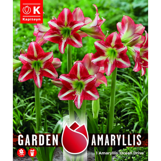 Bulbi di Amaryllis Ocean Drive 1pz...