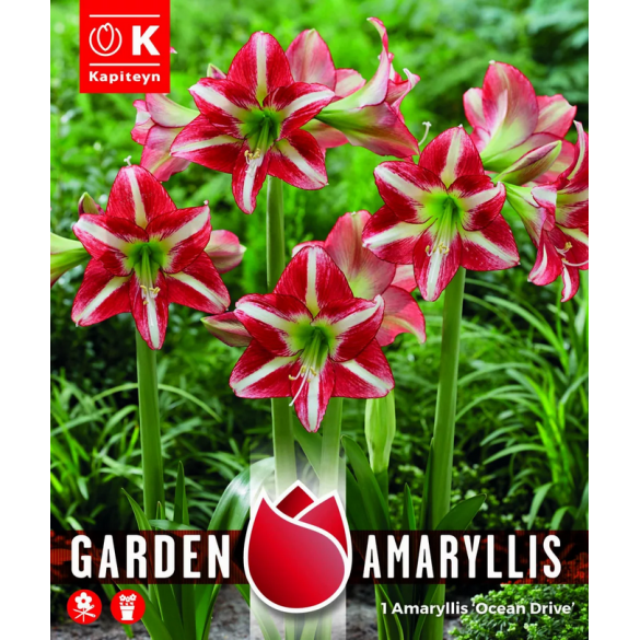 Bulbi di Amaryllis Ocean Drive 1pz Kapiteyn