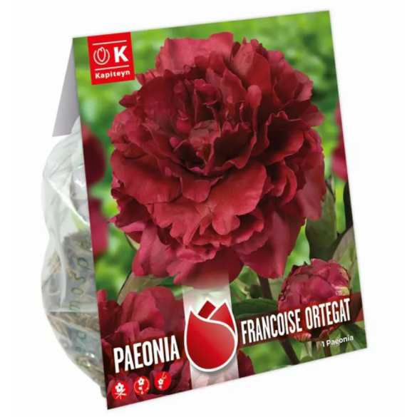 Bulbi di Peonia Francoisa Ortegat confezione da 1 pz Kapiteyn