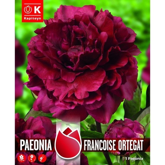 Bulbi di Peonia Francoisa Ortegat...