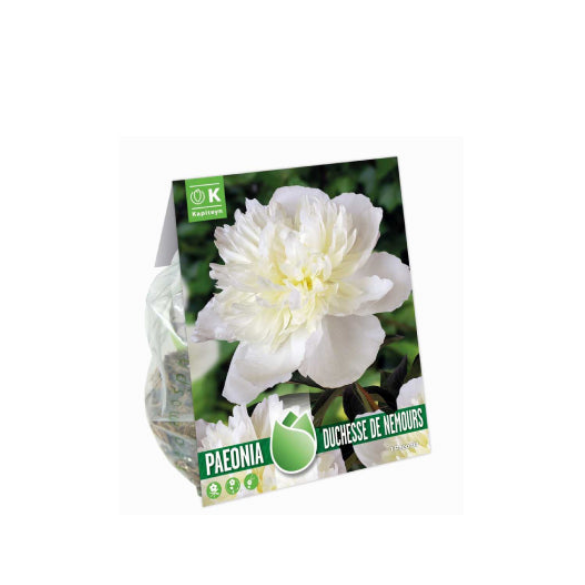 Bulbi di Peonia Duchesse de Nemours confezione da 1 pz Kapiteyn