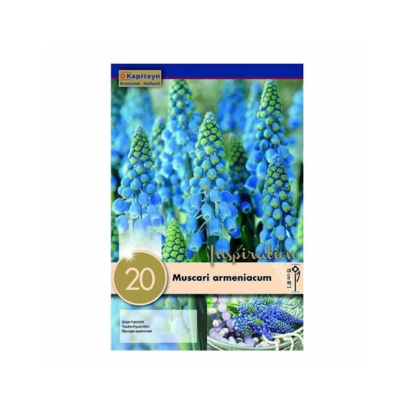Bulbi Autunnali di Muscari Armeniacum confezione da 20 pz