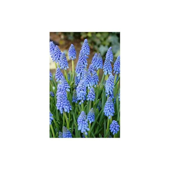 Bulbi Autunnali di Muscari Armeniacum confezione da 20 pz