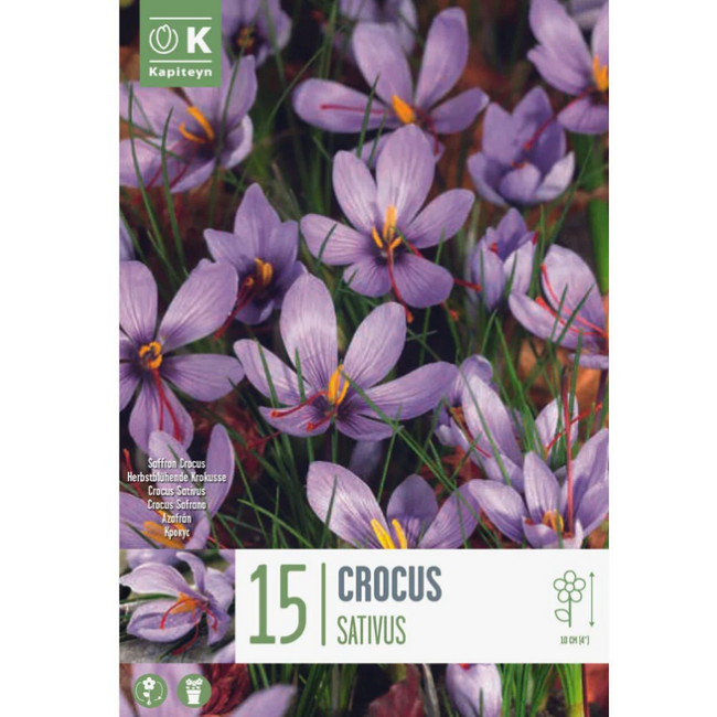 Bulbi di Crocus Sativus confezione da...