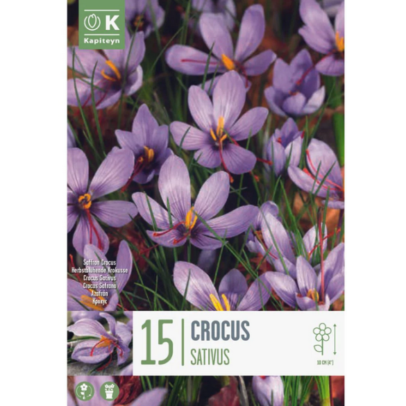 Bulbi di Crocus Sativus confezione da 15 pz