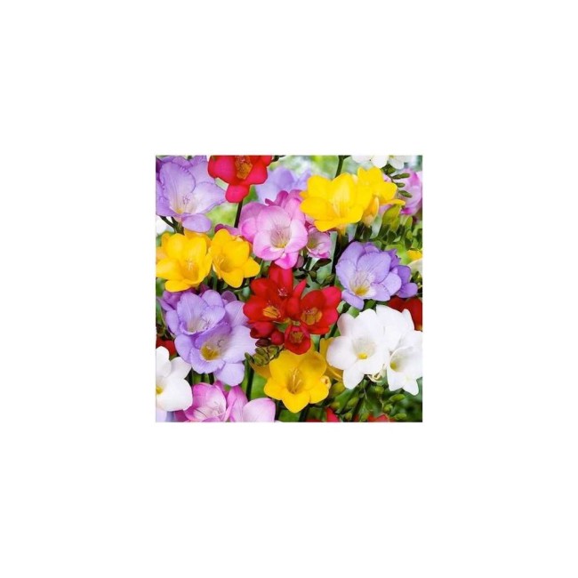 Bulbi Autunnali di Freesia Single...
