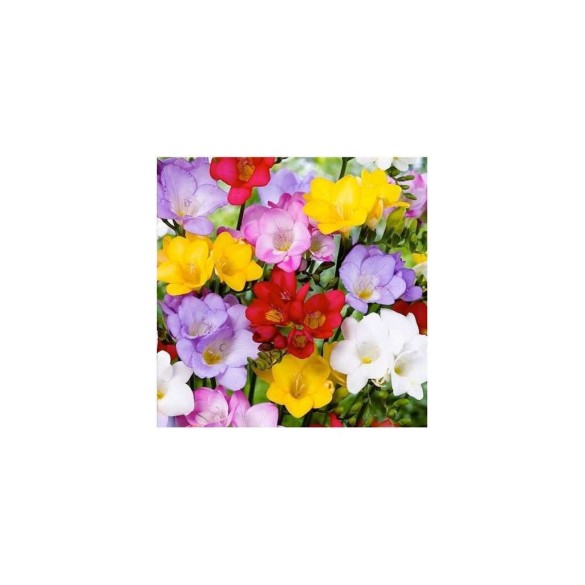 Bulbi Autunnali di Freesia Single Mixed Colours 15 pz Kapiteyn