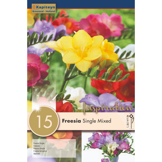 Bulbi Autunnali di Freesia Single...