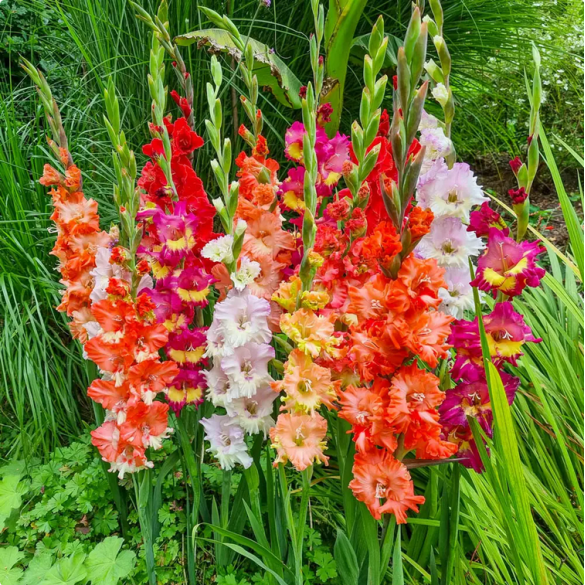 Bulbi di Gladiolo Flamencos Mixed 10 pz KAPITEYN