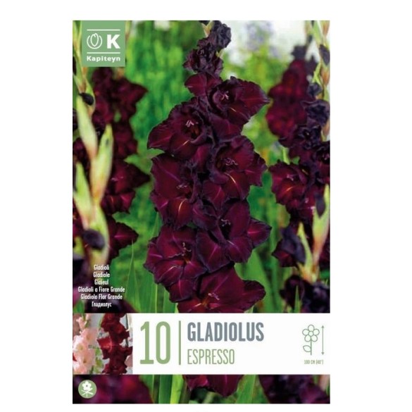 Bulbi di Gladiolo Espresso 10 pz KAPITEYN