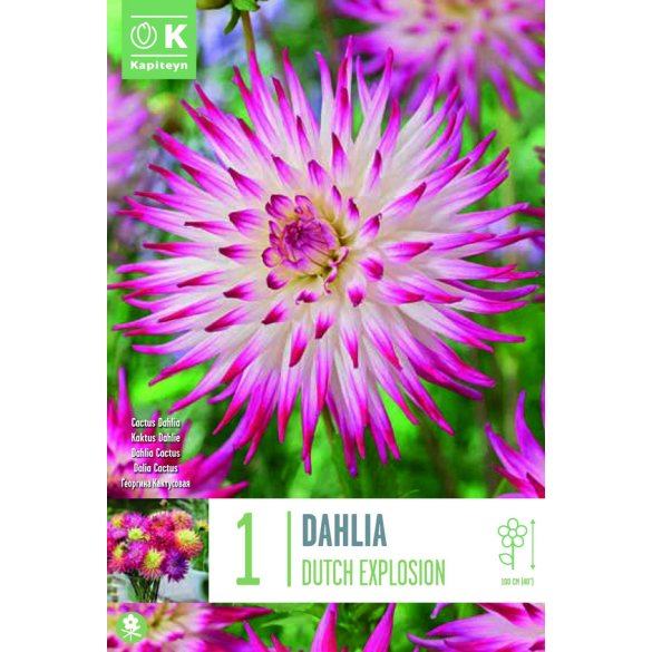 Bulbo Dahlia Cactus Dutch Explosion Kapiteyn