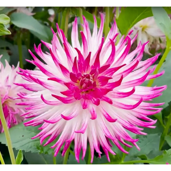 Bulbo Dahlia Cactus Dutch Explosion...