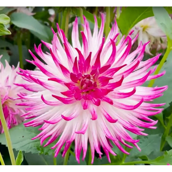 Bulbo Dahlia Cactus Dutch Explosion Kapiteyn