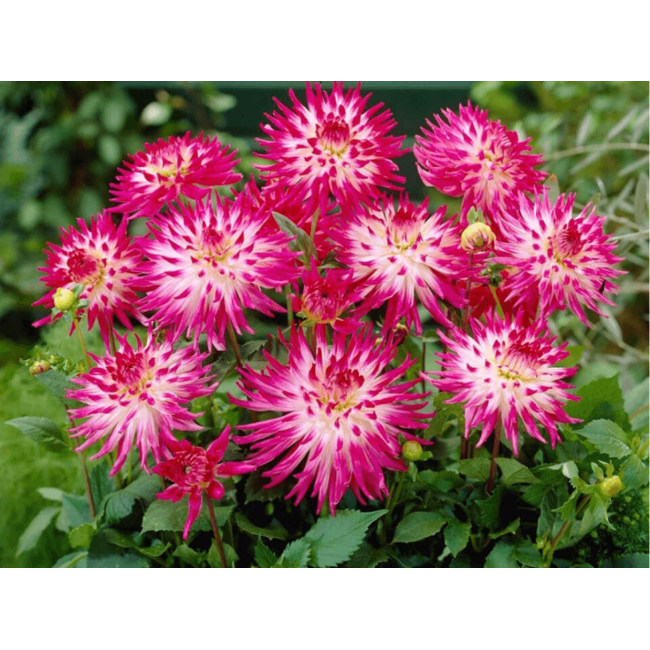 Bulbo Dahlia Cactus Dutch Explosion...