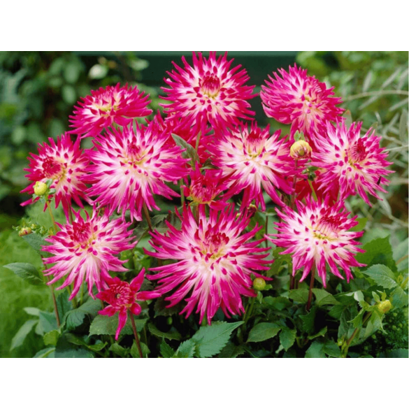 Bulbo Dahlia Cactus Dutch Explosion Kapiteyn
