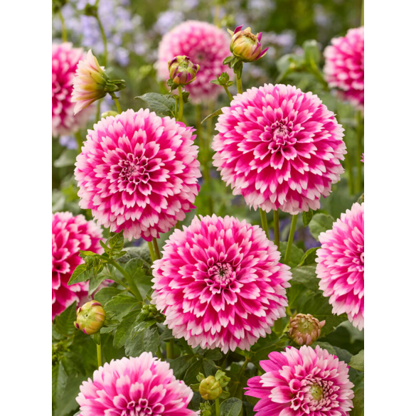 Bulbo Dahlia  Spider Fuzzy Wuzzy Kapiteyn