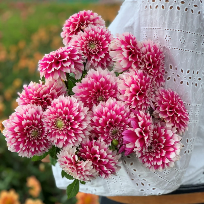 Bulbo Dahlia  Spider Fuzzy Wuzzy...