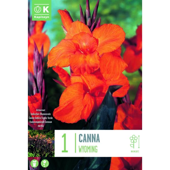 Bulbo di Canna Wyoming KAPITEYN