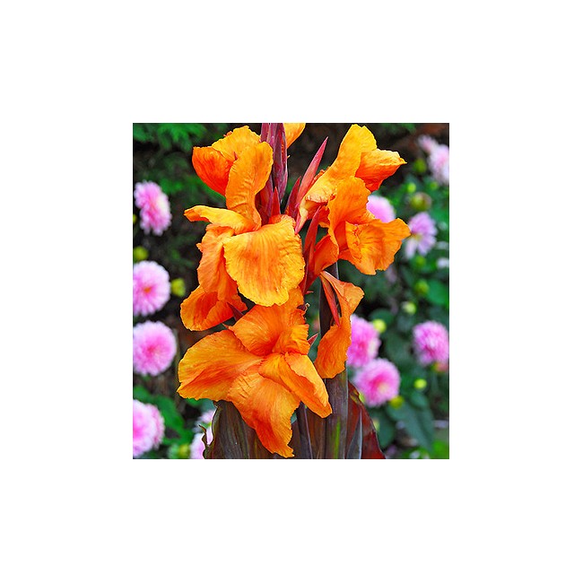 Bulbo di Canna Wyoming KAPITEYN