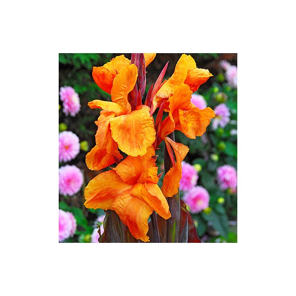 Bulbo di Canna Wyoming KAPITEYN