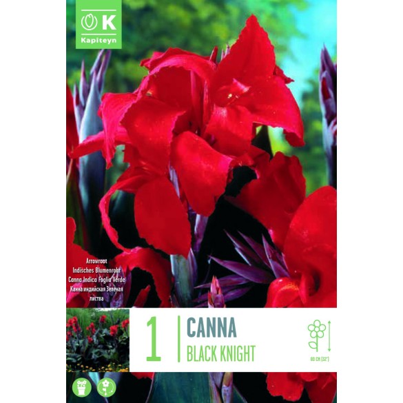 Bulbo di Canna Black Knight KAPITEYN