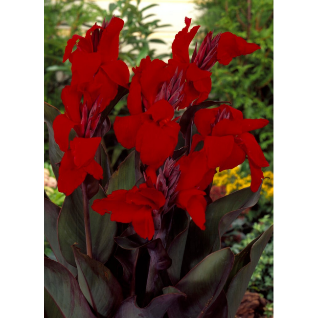 Bulbo di Canna Black Knight KAPITEYN
