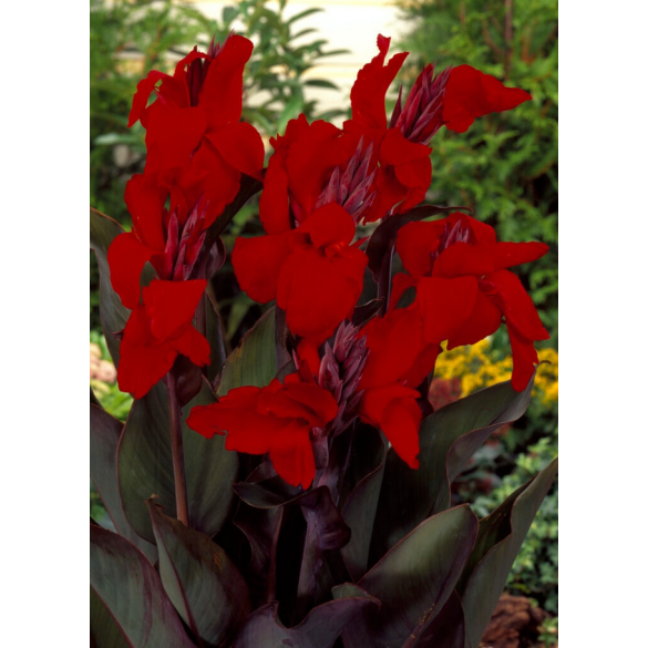 Bulbo di Canna Black Knight KAPITEYN