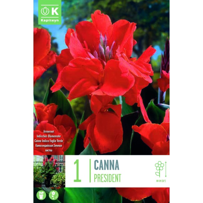 Bulbo di Canna President KAPITEYN