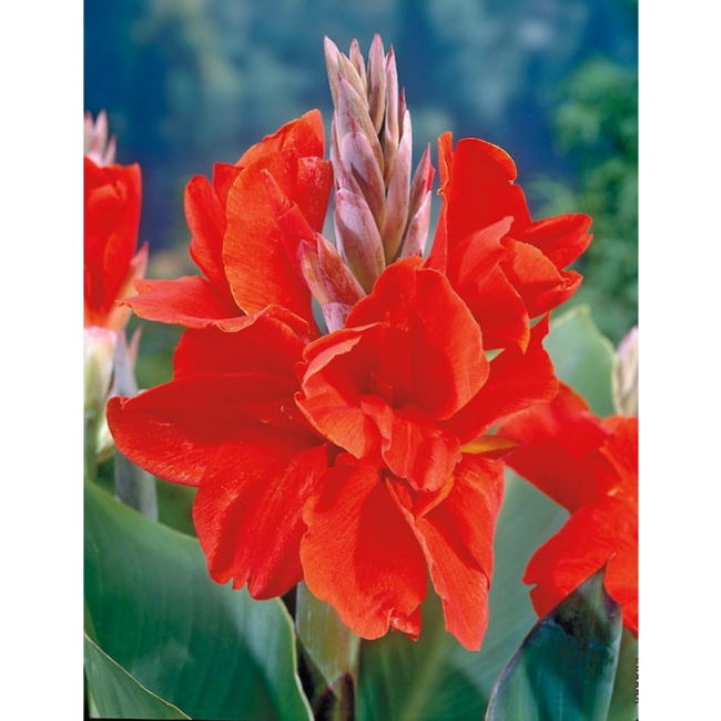 Bulbo di Canna President KAPITEYN