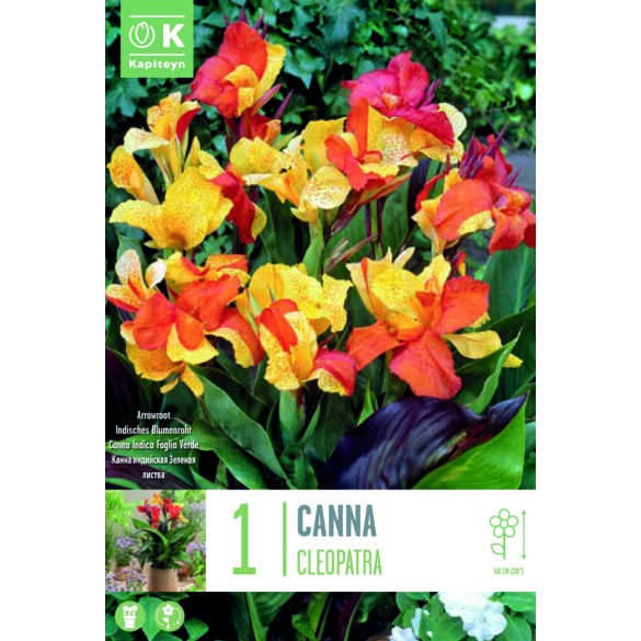 Bulbo di Canna Cleopatra KAPITEYN