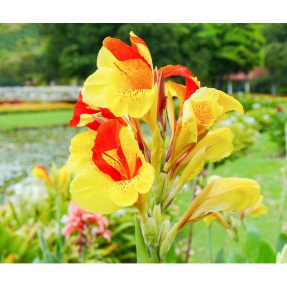 Bulbo di Canna Cleopatra KAPITEYN