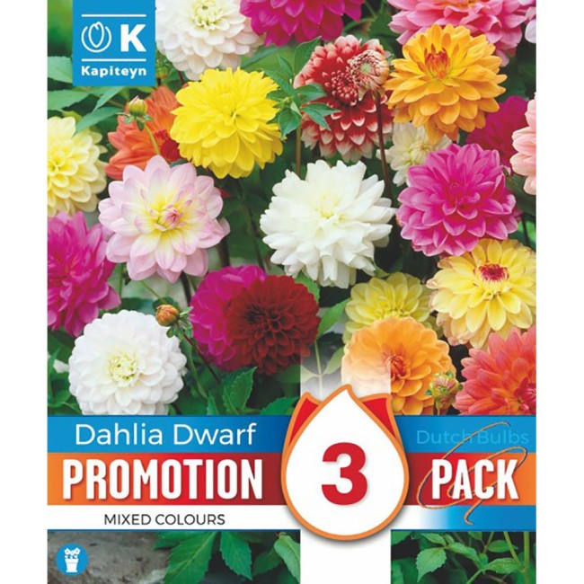 Bulbi di Dahlia Dwarf Border Mixed...