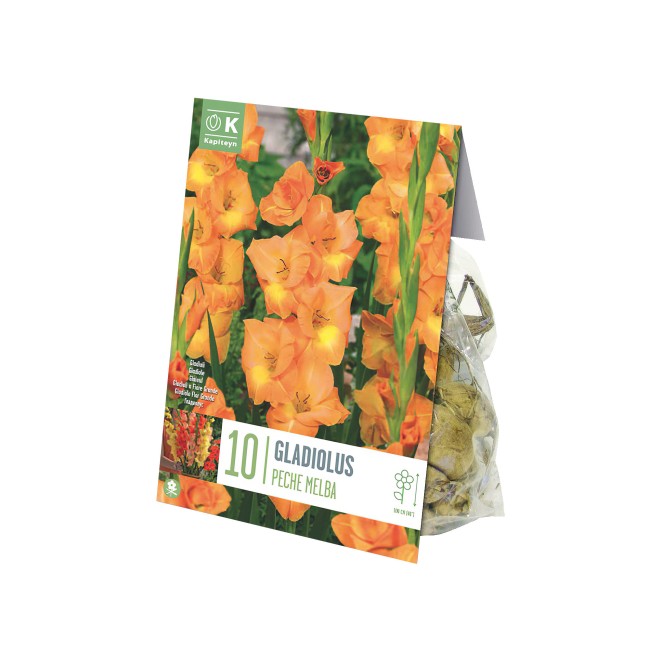 Bulbi di Gladiolo Peche Melba...