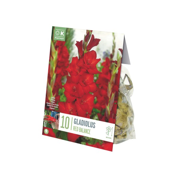 Bulbi di Gladiolo Red Balance confezione da 10 pz Kapiteyn