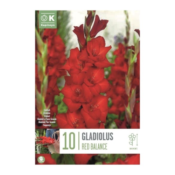 Bulbi di Gladiolo Red Balance confezione da 10 pz Kapiteyn