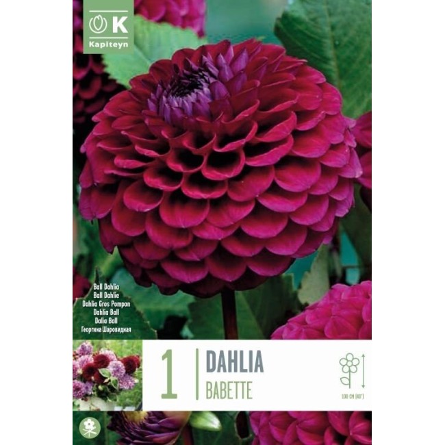 Bulbo di Dahlia Babette Kapiteyn