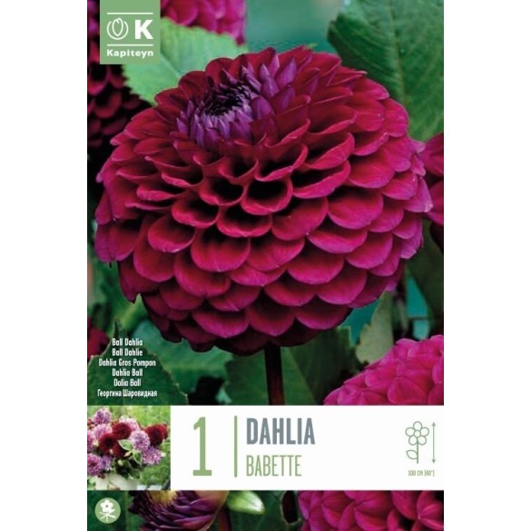 Bulbo di Dahlia Babette Kapiteyn