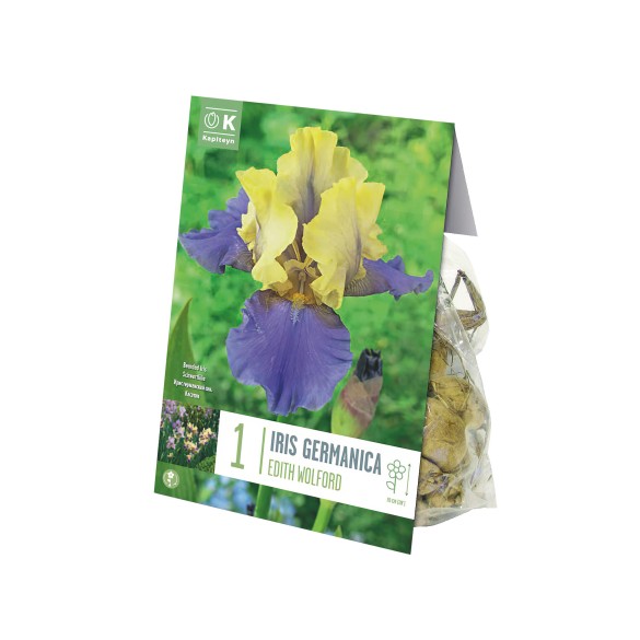 Bulbi di Iris Edith Wolford confezione da 2 pz